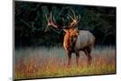 Wood Mount