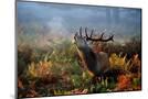 Wood Mount