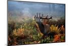 Wood Mount