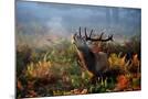 Wood Mount