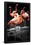 Essential Black