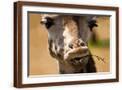 Brown Frame