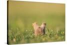 Stretched Canvas