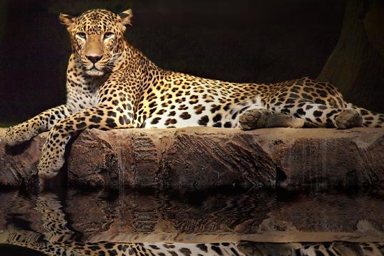Premium Photographic Print, , large