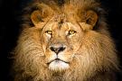 Laminate