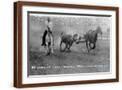 Brown Frame