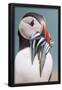 Essential Black