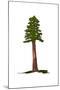 Wood Mount
