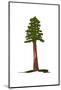 Wood Mount