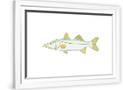 Gramercy White