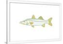 Gramercy White