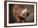 Brown Frame