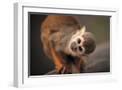 White Frame