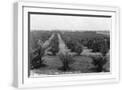 White Frame