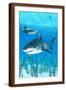Brown Frame