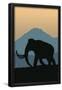 Essential Black