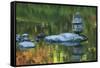 Lantern within a autumn colord pond, Seattle, Washington State-Greg Probst-Framed Stretched Canvas