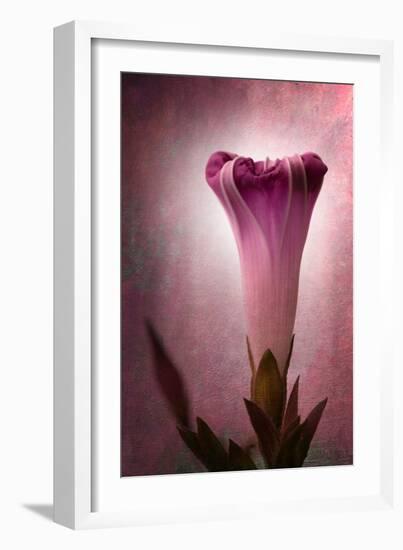 Lantern-Philippe Sainte-Laudy-Framed Photographic Print