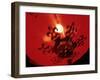 Lanterns at Chinese New Year, Philippines-Peter Adams-Framed Photographic Print