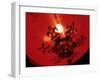 Lanterns at Chinese New Year, Philippines-Peter Adams-Framed Photographic Print