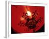 Lanterns at Chinese New Year, Philippines-Peter Adams-Framed Photographic Print