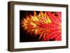 Lanterns for Sale-thefinalmiracle-Framed Photographic Print