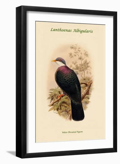 Lanthoenas Albigularis - White-Throated Pigeon-John Gould-Framed Art Print