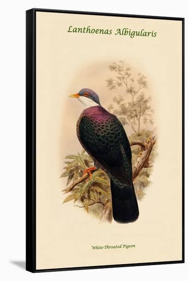 Lanthoenas Albigularis - White-Throated Pigeon-John Gould-Framed Stretched Canvas