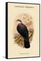 Lanthoenas Albigularis - White-Throated Pigeon-John Gould-Framed Stretched Canvas