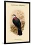 Lanthoenas Albigularis - White-Throated Pigeon-John Gould-Framed Art Print