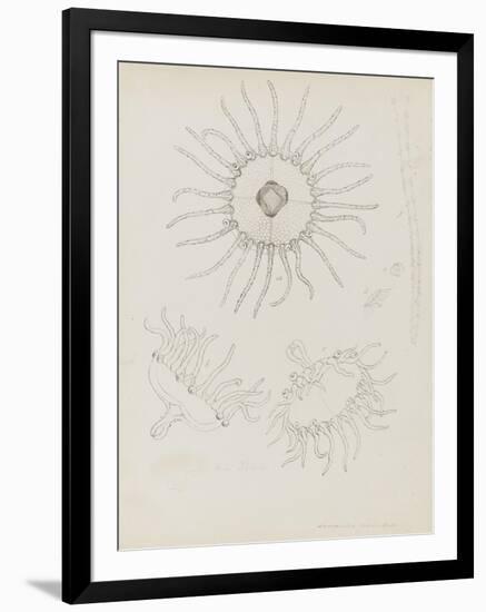 Laomedea Geniculata: Hydrozoan-Philip Henry Gosse-Framed Giclee Print