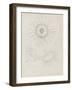 Laomedea Geniculata: Hydrozoan-Philip Henry Gosse-Framed Giclee Print