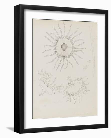 Laomedea Geniculata: Hydrozoan-Philip Henry Gosse-Framed Giclee Print