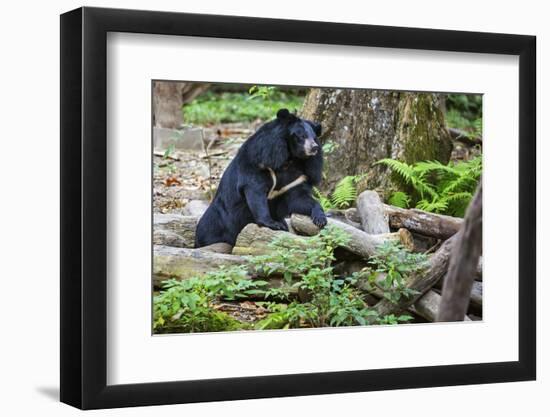 Laos, Kuang Si-Nigel Pavitt-Framed Photographic Print