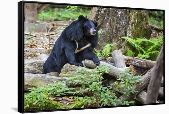 Laos, Kuang Si-Nigel Pavitt-Framed Stretched Canvas