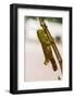 Laos, Luang Prabang Close-up of grasshopper.-Tom Haseltine-Framed Photographic Print