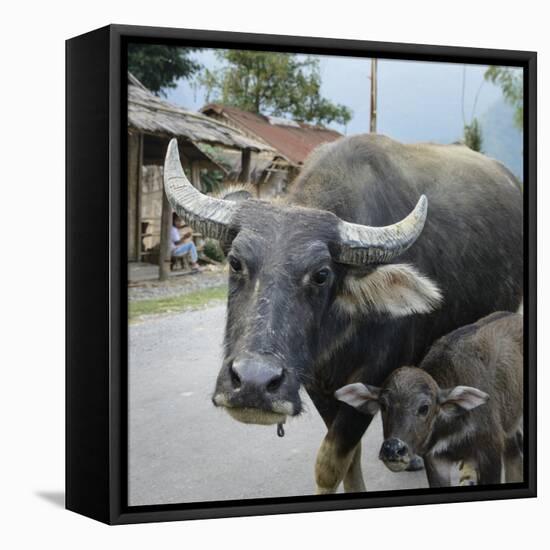 Laos, Vang Vieng. Adult and Baby Buffalo on Road-Matt Freedman-Framed Stretched Canvas