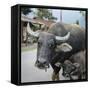 Laos, Vang Vieng. Adult and Baby Buffalo on Road-Matt Freedman-Framed Stretched Canvas