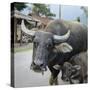 Laos, Vang Vieng. Adult and Baby Buffalo on Road-Matt Freedman-Stretched Canvas