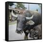 Laos, Vang Vieng. Adult and Baby Buffalo on Road-Matt Freedman-Framed Stretched Canvas