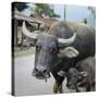 Laos, Vang Vieng. Adult and Baby Buffalo on Road-Matt Freedman-Stretched Canvas