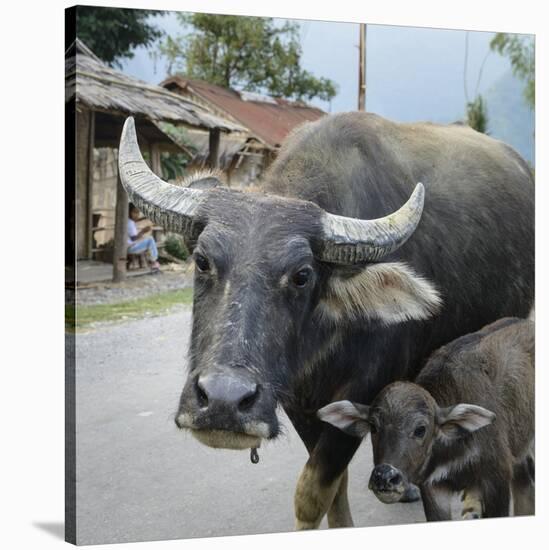 Laos, Vang Vieng. Adult and Baby Buffalo on Road-Matt Freedman-Stretched Canvas