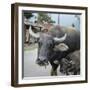 Laos, Vang Vieng. Adult and Baby Buffalo on Road-Matt Freedman-Framed Photographic Print