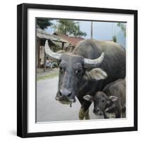 Laos, Vang Vieng. Adult and Baby Buffalo on Road-Matt Freedman-Framed Photographic Print