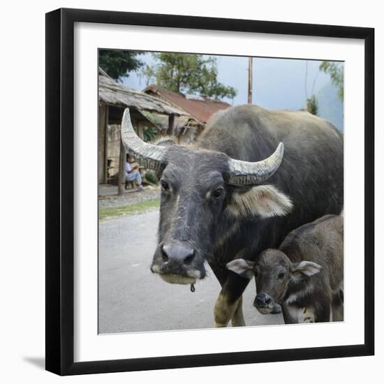 Laos, Vang Vieng. Adult and Baby Buffalo on Road-Matt Freedman-Framed Photographic Print