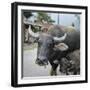 Laos, Vang Vieng. Adult and Baby Buffalo on Road-Matt Freedman-Framed Photographic Print