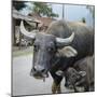 Laos, Vang Vieng. Adult and Baby Buffalo on Road-Matt Freedman-Mounted Photographic Print