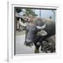 Laos, Vang Vieng. Adult and Baby Buffalo on Road-Matt Freedman-Framed Photographic Print