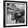 Laos, Vang Vieng. Adult and Baby Buffalo on Road-Matt Freedman-Framed Photographic Print