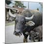 Laos, Vang Vieng. Adult and Baby Buffalo on Road-Matt Freedman-Mounted Photographic Print